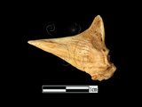 器名:魚骨(LL-NB0138)