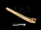 器名:魚脊椎、硬鰭(LL-NB0150)