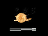 器名:魚脊椎骨(LL-NB0194)