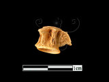 器名:魚脊椎骨(LL-NB0194)