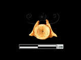 器名:魚脊椎骨(LL-NB0196)