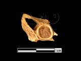 器名:魚脊椎骨(LL-NB0201)