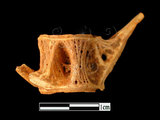 器名:魚脊椎骨(LL-NB0203)