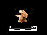 器名:狗獾上顎骨(LL-NB0208)