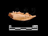 器名:狗獾下顎骨(LL-NB0209)