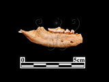 器名:狗獾下顎骨(LL-NB0209)
