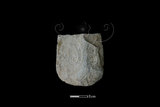 器名:磨製石斧(SL014)