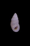 中文種名:縱肋麂眼螺學名:Schwartziella triticea俗名:縱肋麂眼螺俗名（英文）:縱肋麂眼螺