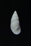 中文種名:白皺麂眼螺學名:Rissoilna materinsulae俗名:白皺麂眼螺俗名（英文）:白皺麂眼螺