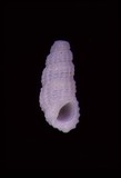 學名:Phosinella bicollaris