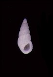 學名:Phosinella allanae