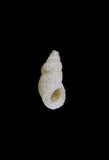 學名:Phosinella tokyoensis