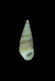 中文種名:金線麂眼螺學名:Apataxia cerithiiformis俗名:金線麂眼螺俗名（英文）:金線麂眼螺