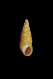 學名:Apataxia rosea