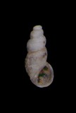 中文種名:澳洲金環螺學名:Iravadia australis俗名:澳洲金環螺俗名（英文）:澳洲金環螺