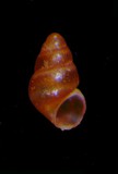 中文種名:夏威夷珠砂螺學名:Barleeia calcarea俗名:夏威夷珠砂螺俗名（英文）:夏威夷珠砂螺