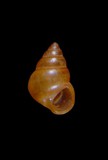中文種名:親和山椒螺學名:Assiminea affinis俗名:親和山椒螺俗名（英文）:親和山椒螺