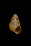 中文種名:精密山椒螺學名:Paludinellassiminea stricta俗名:精密山椒螺俗名（英文）:精密山椒螺