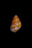 中文種名:菲律賓山椒螺