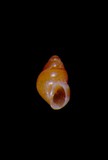 中文種名:菲律賓山椒螺學名:Assiminea philippinica俗名:菲律賓山椒螺俗名（英文）:菲律賓山椒螺