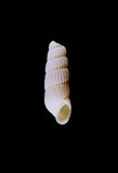 中文種名:阿美截尾螺學名:Truncatella amaniensis俗名:阿美截尾螺俗名（英文）:阿美截尾螺