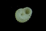 中文種名:白菊齒輪螺學名:Pseudoliotia pulchella俗名:白菊齒輪螺俗名（英文）:白菊齒輪螺