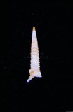 中文種名:琥珀錐折螺學名:Iniforis lifuana俗名:琥珀錐折螺俗名（英文）:琥珀錐折螺