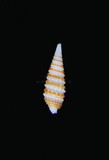 中文種名:紅帶錐折螺學名:Iniforis speciosa俗名:紅帶錐折螺俗名（英文）:紅帶錐折螺