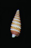 中文種名:環珠左錐螺學名:Iniforis formosula俗名:環珠左錐螺俗名（英文）:環珠左錐螺