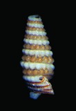 中文種名:環珠左錐螺學名:Iniforis formosula俗名:環珠左錐螺俗名（英文）:環珠左錐螺