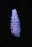 中文種名:白玉三口螺學名:Iniforis calculifera俗名:白玉三口螺俗名（英文）:白玉三口螺