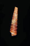 中文種名:褐色光肋螺學名:Viriola interfilatus俗名:褐色光肋螺俗名（英文）:褐色光肋螺