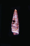 中文種名:管口紫溝螺學名:Viriola incisa俗名:管口紫溝螺俗名（英文）:管口紫溝螺