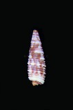 中文種名:花斑光肋螺學名:Viriola triliratus俗名:花斑光肋螺俗名（英文）:花斑光肋螺