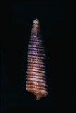 中文種名:褐粒間粒螺學名:Viriola tricincta俗名:褐粒間粒螺俗名（英文）:褐粒間粒螺