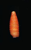 中文種名:蛹形格粒螺學名:Inella truncis俗名:蛹形格粒螺俗名（英文）:蛹形格粒螺