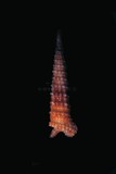中文種名:金字塔扁粒螺學名:Euthymella pyramidalis俗名:金字塔扁粒螺俗名（英文）:金字塔扁粒螺