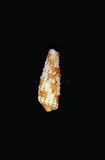 中文種名:花斑扁粒螺學名:Euthymella elegans俗名:花斑扁粒螺俗名（英文）:花斑扁粒螺