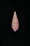 中文種名:豔珠左錐螺學名:Mastonia rubra俗名:豔珠左錐螺俗名（英文）:豔珠左錐螺