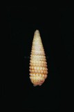 中文種名:褐底雙珠螺學名:Mastonia granosa俗名:褐底雙珠螺俗名（英文）:褐底雙珠螺