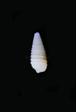 中文種名:白色雙珠螺