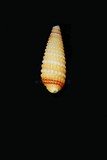 中文種名:白尾左錐螺學名:Mastonia ustulata俗名:白尾左錐螺俗名（英文）:白尾左錐螺