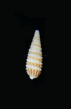 中文種名:花尾雙珠螺學名:Mastonia peanites俗名:花尾雙珠螺俗名（英文）:花尾雙珠螺