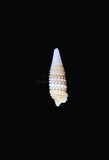 中文種名:變色雙珠螺學名:Mastonia funebris俗名:變色雙珠螺俗名（英文）:變色雙珠螺