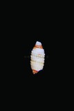 中文種名:蛹形雙珠螺學名:Mastonia mediotincta俗名:蛹形雙珠螺俗名（英文）:蛹形雙珠螺