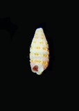 中文種名:藍伯特左錐螺學名:Mastonia lamberti俗名:藍伯特左錐螺俗名（英文）:藍伯特左錐螺