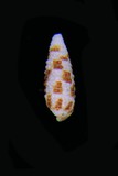 中文種名:鴛鴦左錐螺學名:Mastonia quadrimaculata俗名:鴛鴦左錐螺俗名（英文）:鴛鴦左錐螺