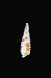 中文種名:花磚錐折螺學名:Triphora tessellata俗名:花磚錐折螺俗名（英文）:花磚錐折螺
