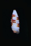 中文種名:施氏花磚螺學名:Mesophora shihi俗名:施氏花磚螺俗名（英文）:施氏花磚螺