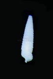 中文種名:白色玄珠螺學名:Mesophora candefactum俗名:白色玄珠螺俗名（英文）:白色玄珠螺